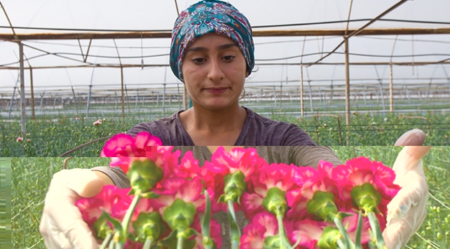 48 ülkenin kadınına 80 milyon dal Türk çiçeği