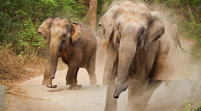 Çin’de köylülere fil saldırdı: 1 ölü, 1 yaralı