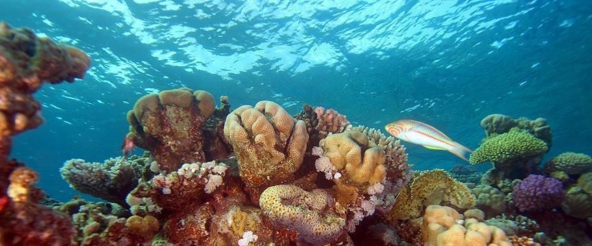 Pasifik’in güneyinde rekor mercan kaybı