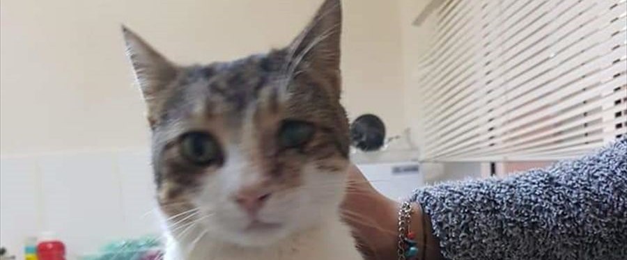 Antalya’da tüfekle vurulan kedi tedavi edildi