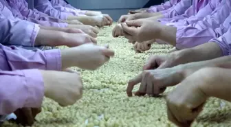 Düzce’den 7 Ayda 14 Bin 348 Ton İç Fındık İhraç Edildi