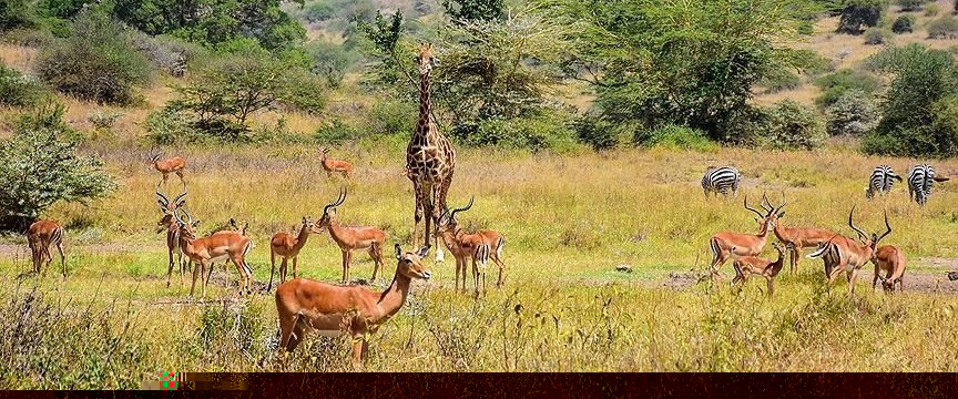Kenya’da safari heyecanı