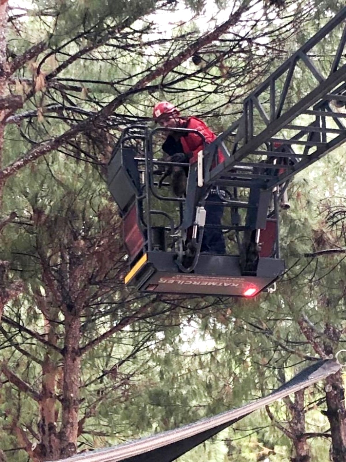 Son dakika haberleri: Balıkesir’de ağaçta mahsur kalan kediyi itfaiye kurtardı