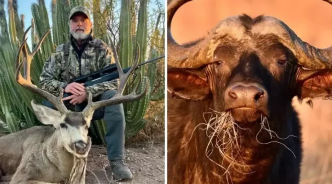 ABD’li milyarder avcı, 1.5 tonluk buffalo tarafından öldürüldü