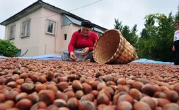 Fındık alım fiyatı belli oldu